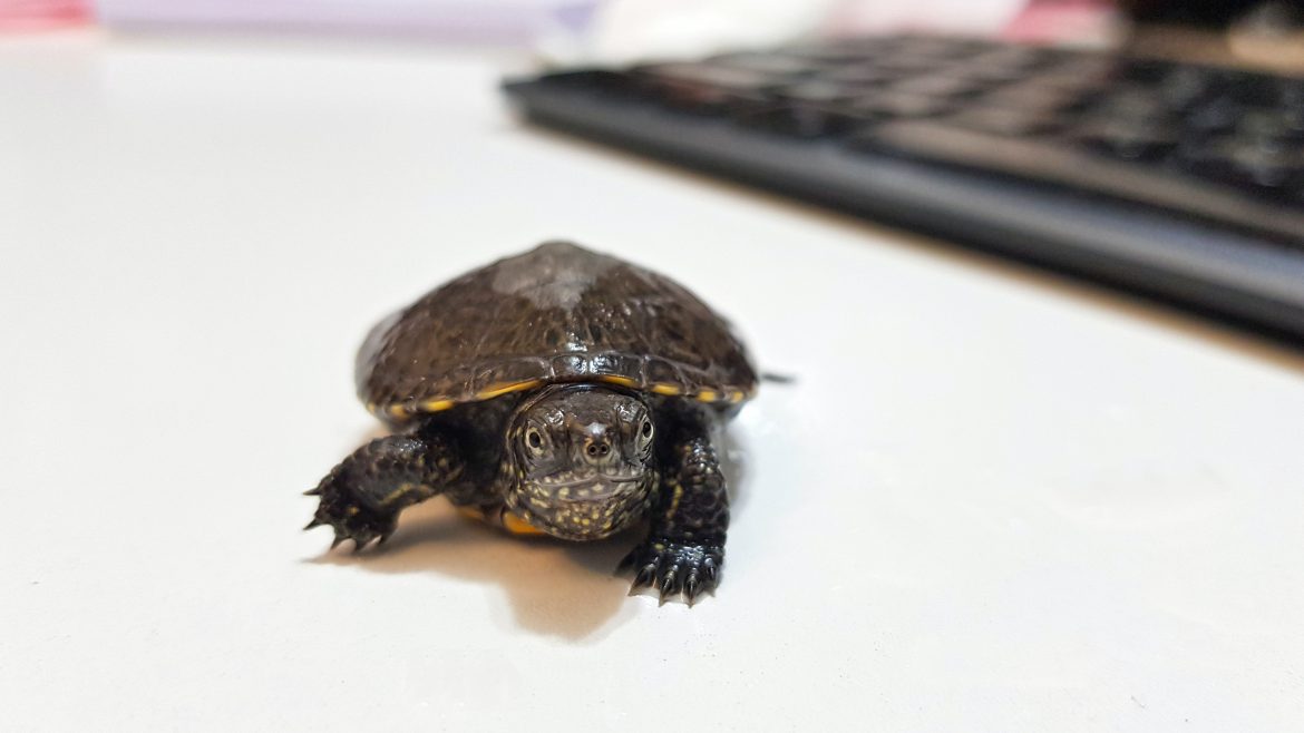 Terrárium berendezése az új teknős számára